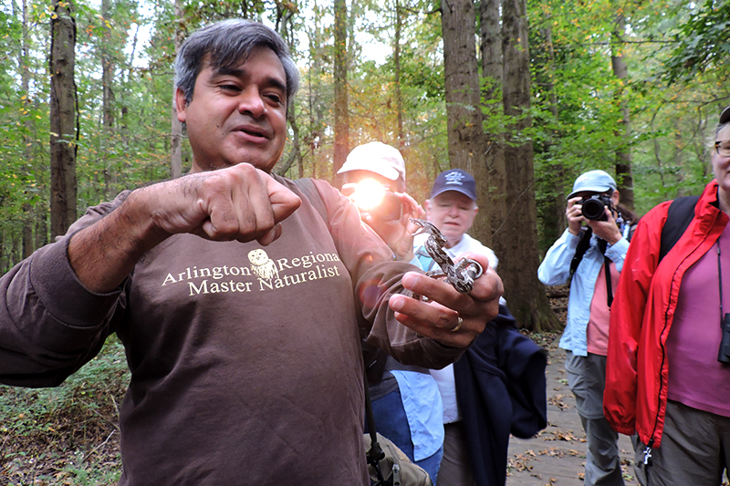 The Capital Naturalist Alonso charms a snake in Rock Creek Park with onlookers