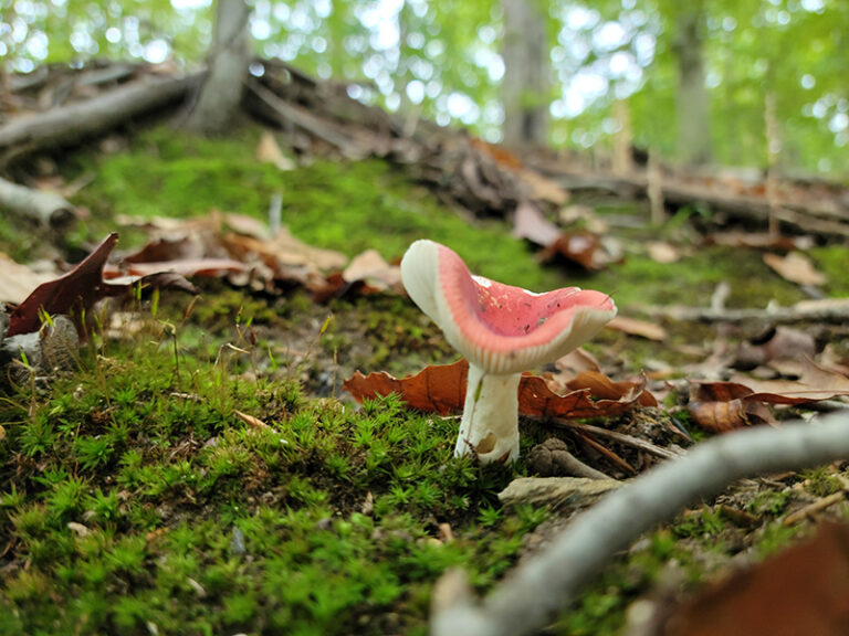 Wildlife in the DC Area | Capital Nature